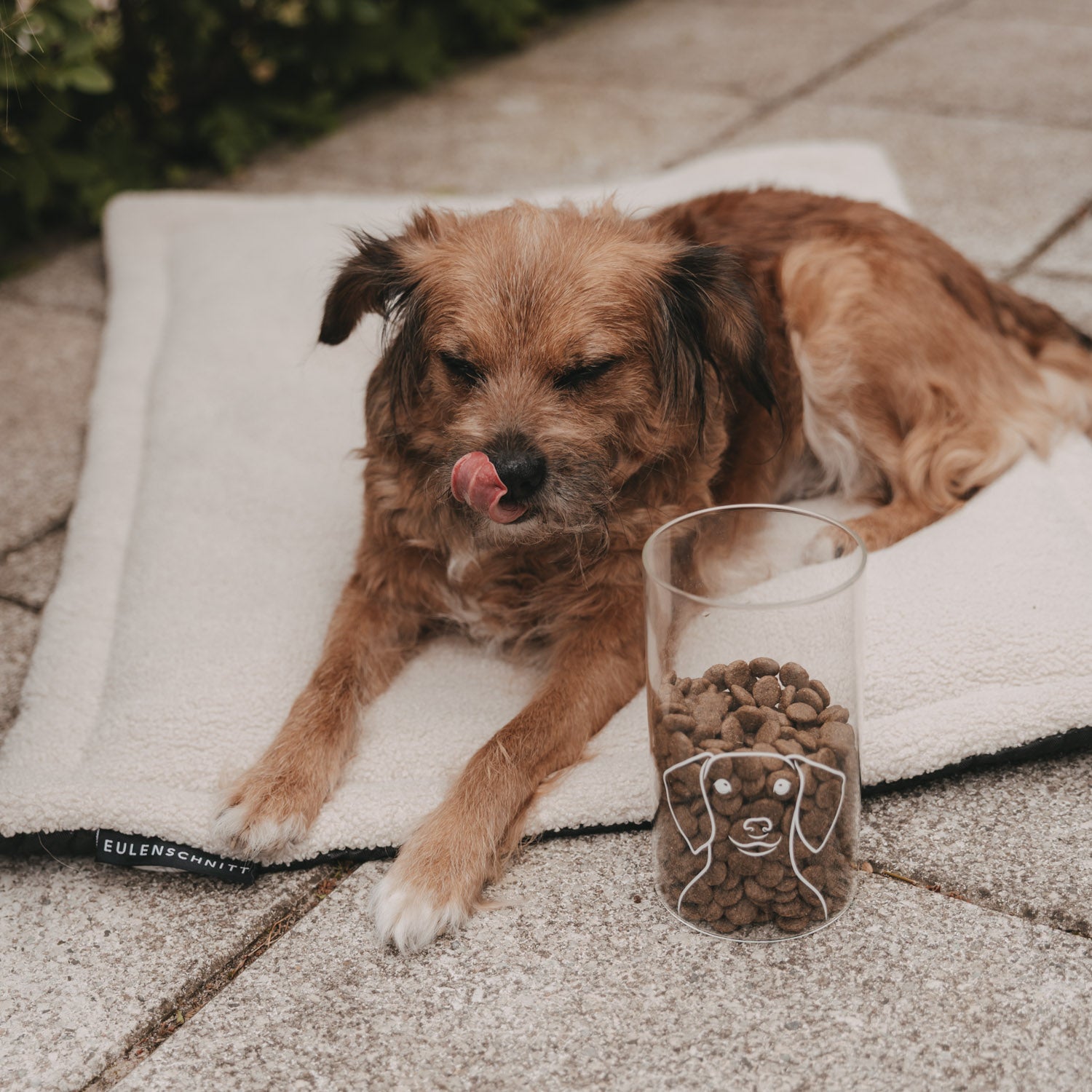 Vorratsglas Hund
