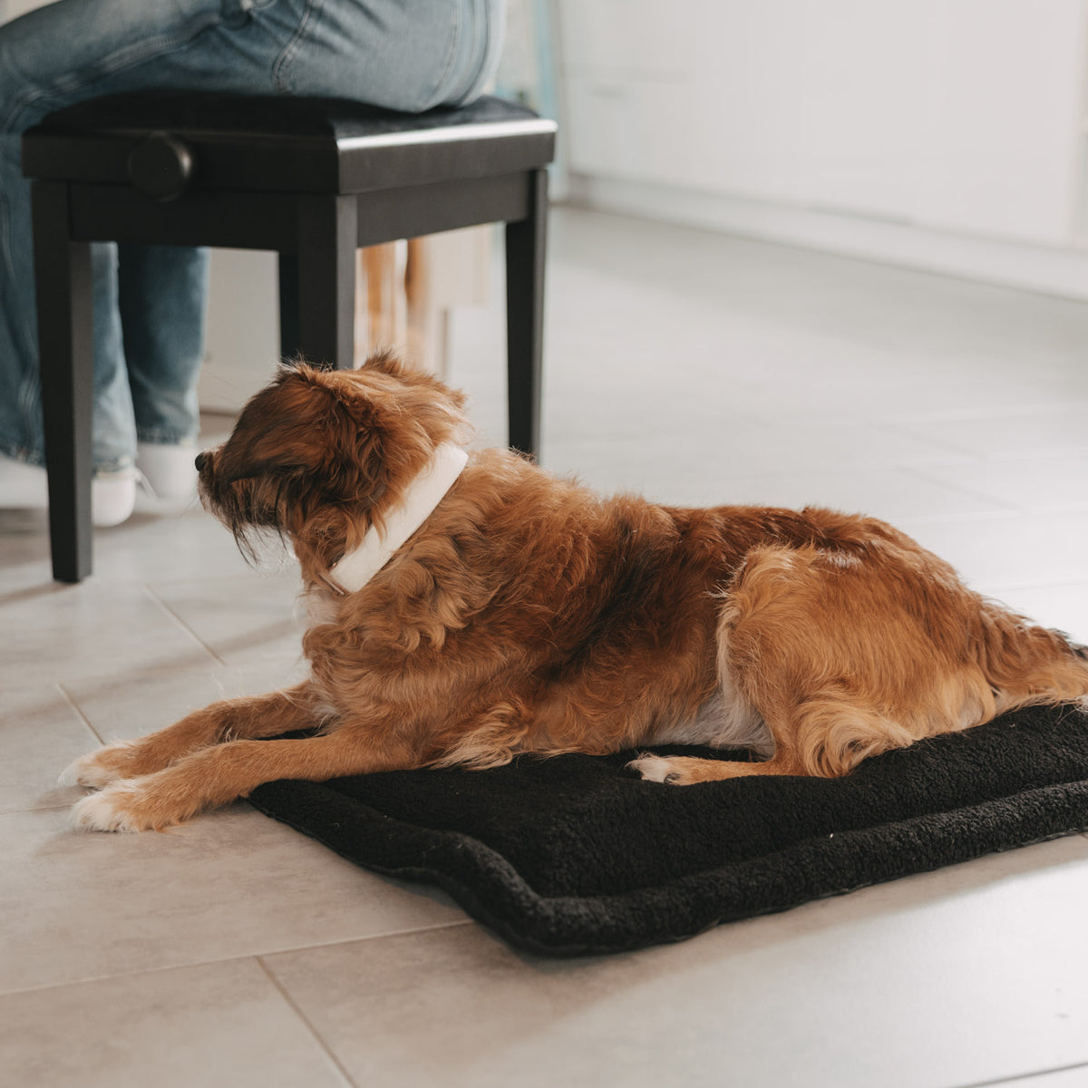 Hundedecke schwarz S