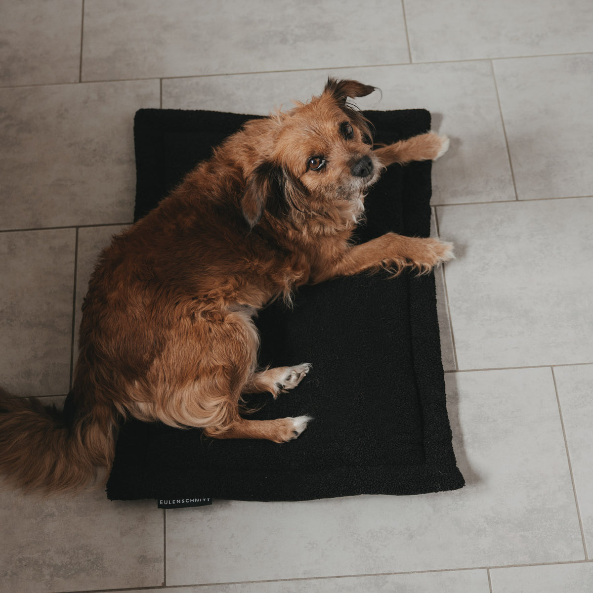 Hundedecke schwarz S